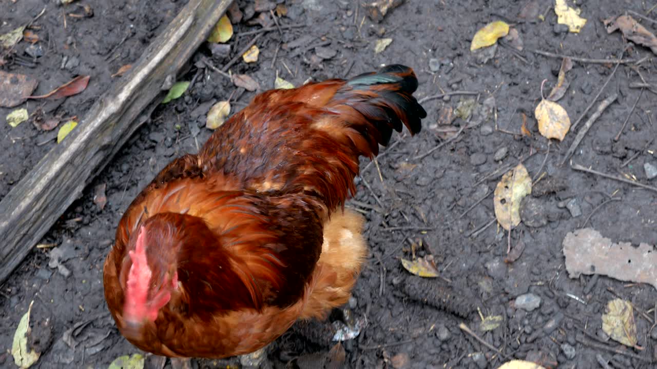 un primer plano de pollo marrón doméstico en una granja.