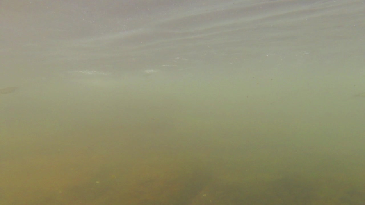 Underwater footage with GoPro from a small river in India