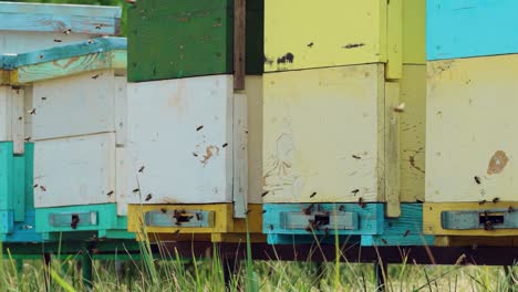 Bees fly from beehive, slow motion