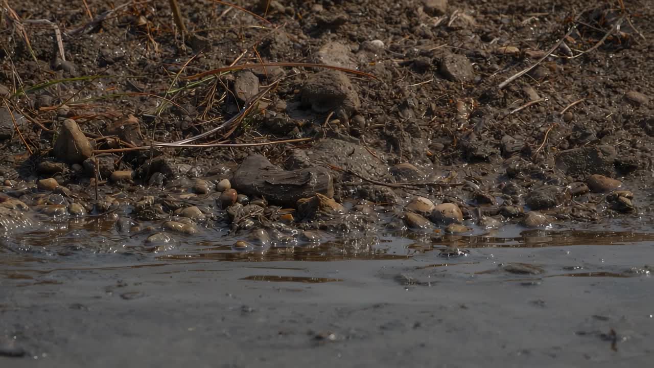 Showing low mud bank rippling as small shapes moving under shallow water at pond, pebbles visible