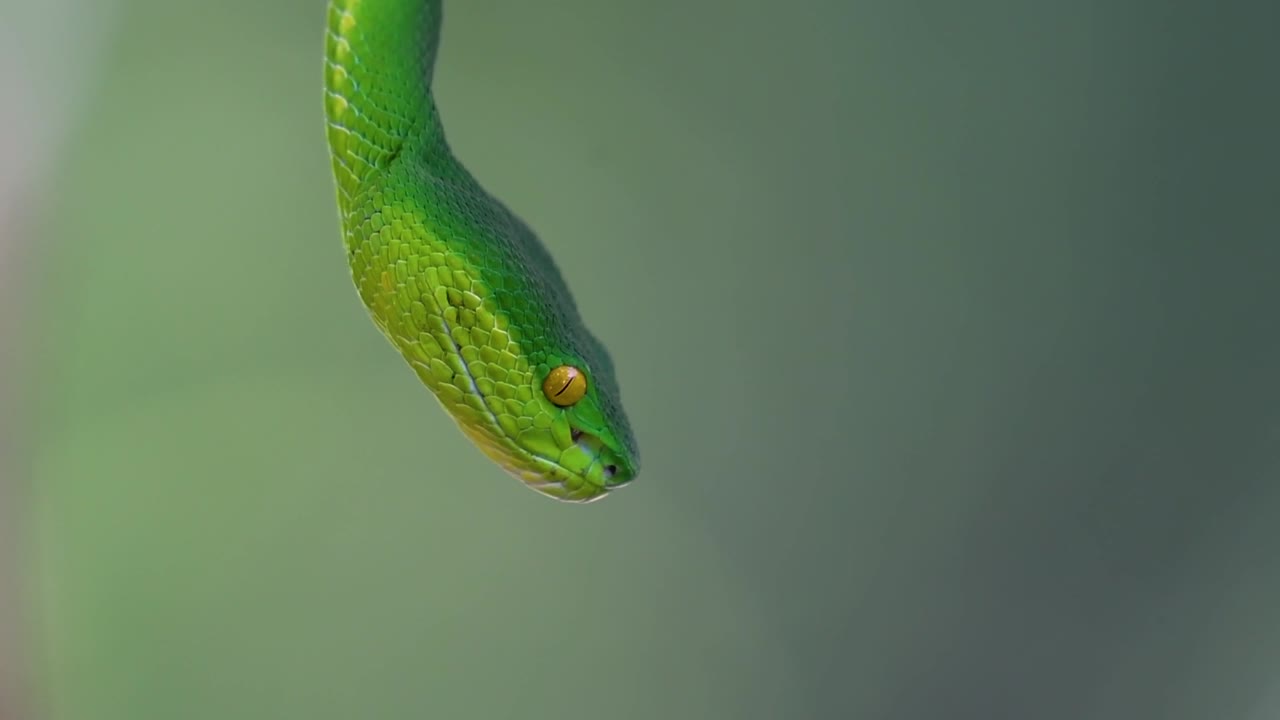 белощекая питвипер - ядовитая питвипер, эндемик юго-восточной азии, часто встречается ночью, поджидая на ветке или сучьях дерева вблизи водоема с большим количеством пищи.