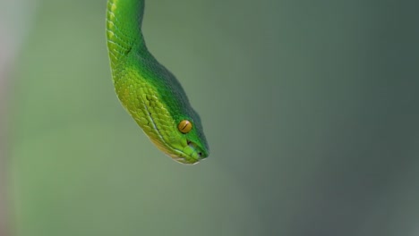la víbora de labios blancos es una víbora venenosa endémica del sudeste asiático y a menudo se encuentra durante la noche esperando en una rama o rama de un árbol cerca de un cuerpo de agua con muchos alimentos