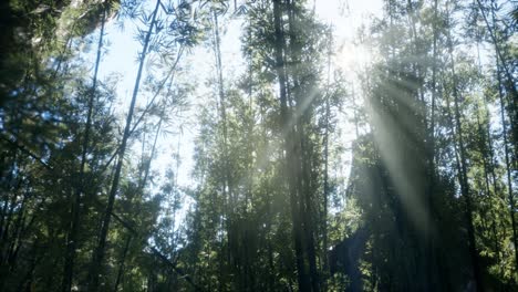 Windy-Tranquil-Arashiyama-Bamboo-Grove