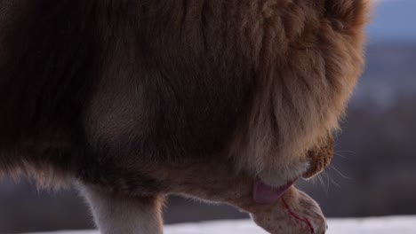 lion licking puncture wound - warrior from battle