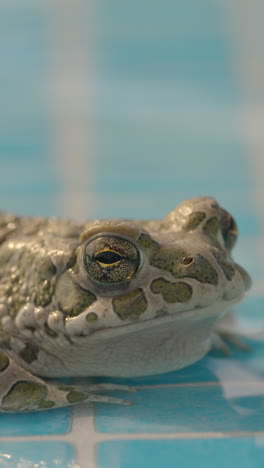 sapo en el lado de una piscina en vertical