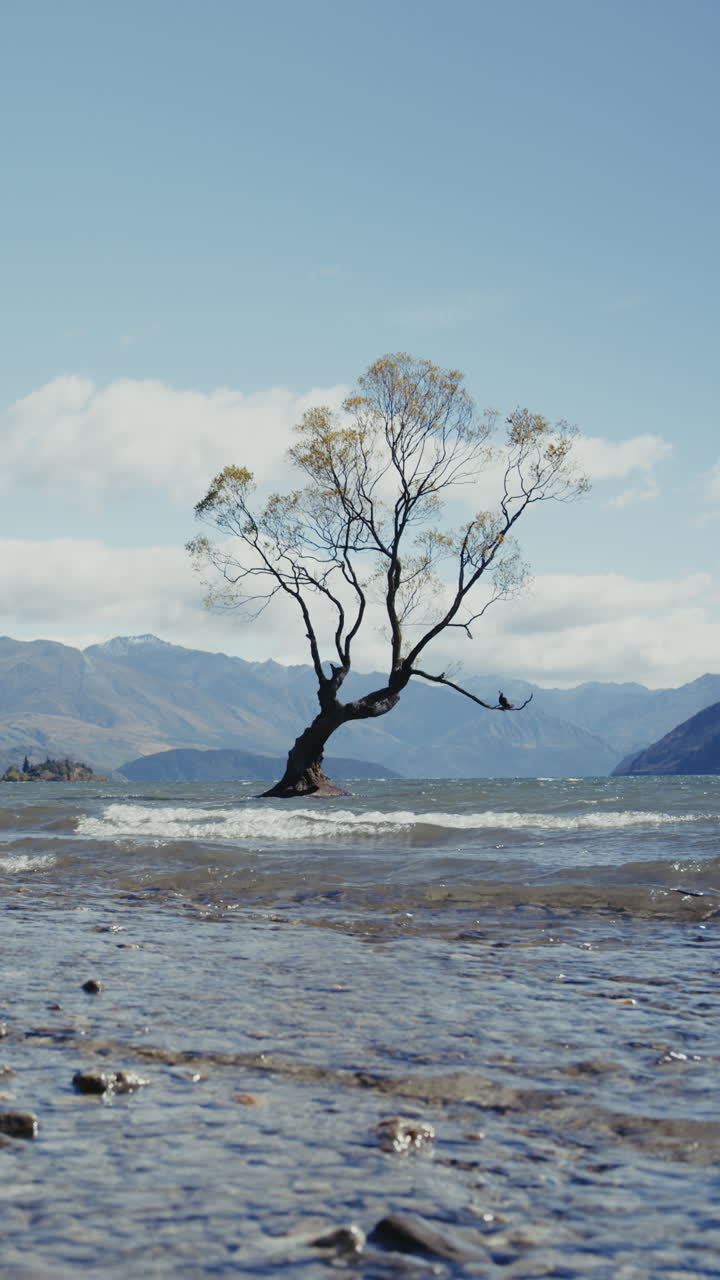 The Lonely Tree on Lake Wanaka, New Zealand