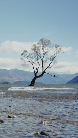 the lonely tree on lake wanaka, new zealand