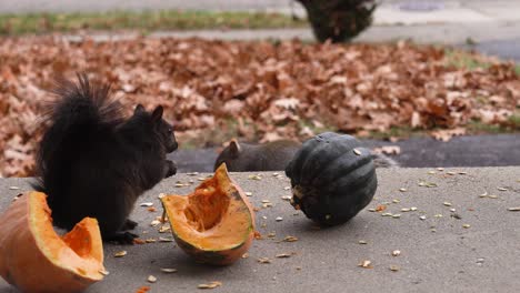 two michigan squirrels, one gray and one black, eat seeds on a front porch in late autumn 2020