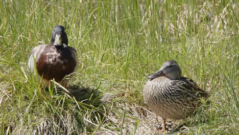 Mated-pair-of-Mallard-ducks-nesting-in-wetland-grass-on-sunny-day