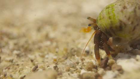 Close-up-of-small-crabs-underwater