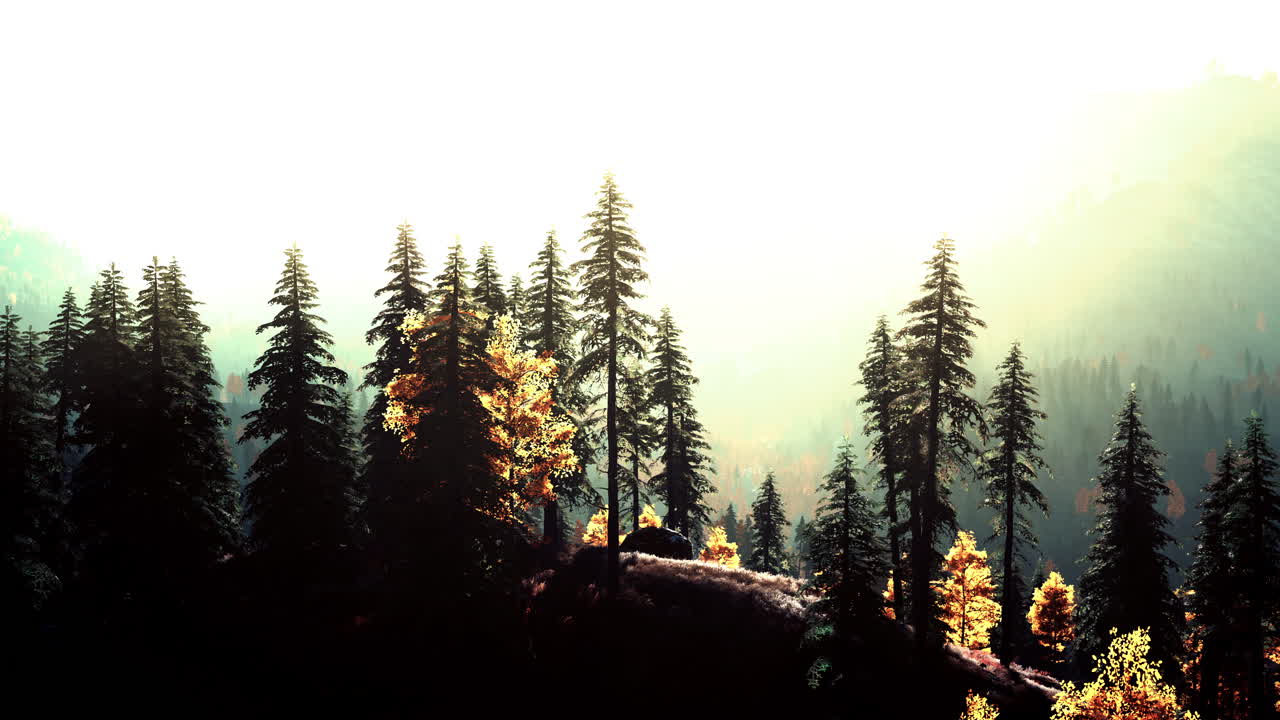 가을 에 빛 이 비치는 숲 풍경