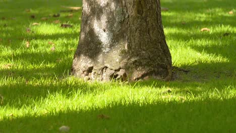 static shot of the bottom of a tree and the lawn