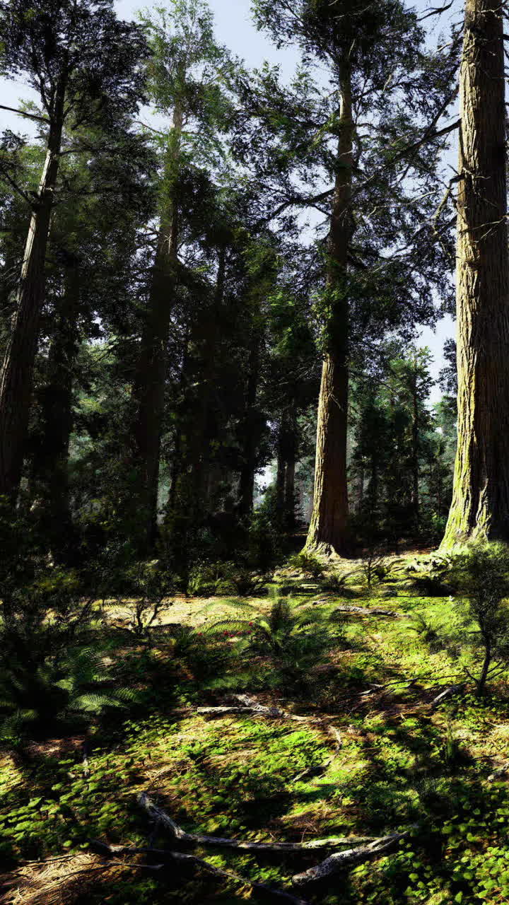 Fitta foresta con alberi alti e vegetazione durante le ore diurne