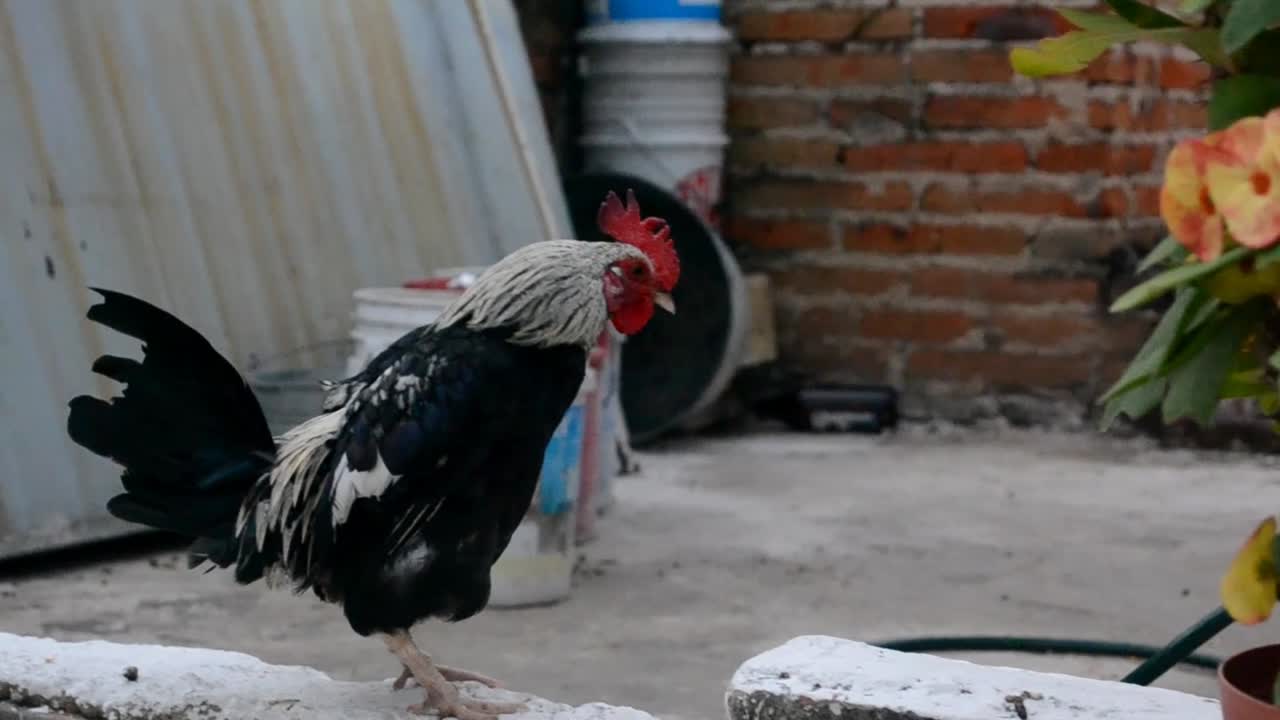 roster poping position , truck right movement