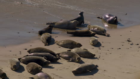 seals laying on beach in the sun lunging bouncing and wiggling with ocean waves crashing 4k 60fps prores