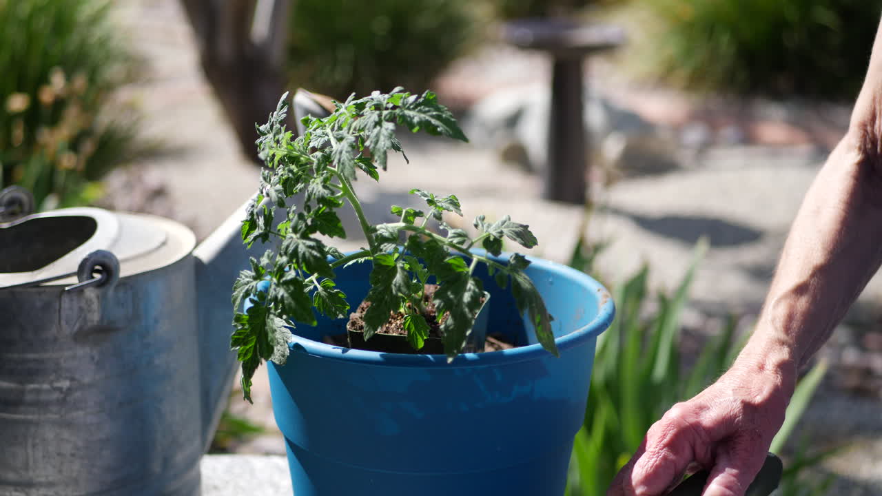 una jardinera plantando una planta de tomate en tierra para macetas nueva con una pala de mano y una regadera para su huerta orgánica deslice hacia la derecha