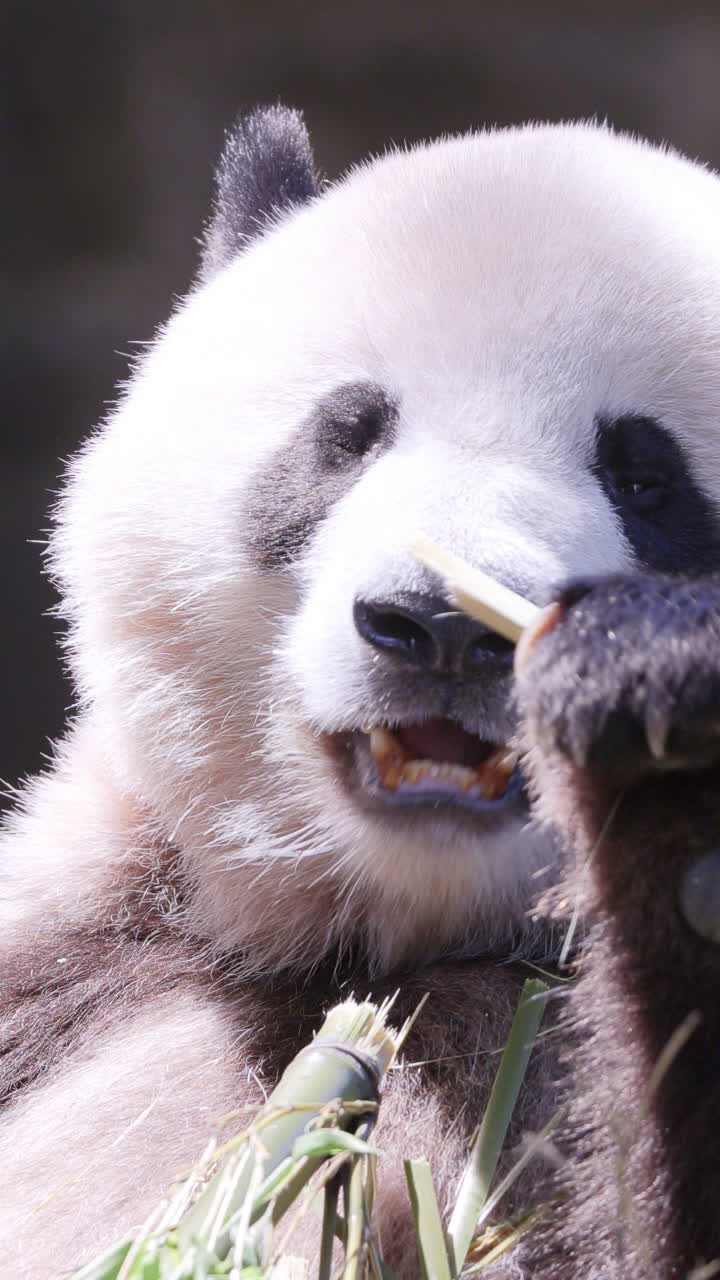A close up of a panda eating in vertical