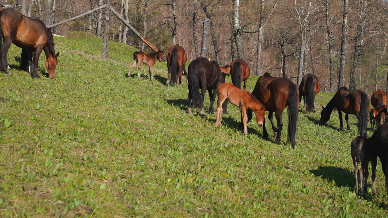 grandes caballos pastan con cachorros caminando por el césped del prado