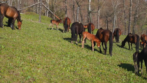 large horses stud grazes with cubs walking on meadow grass