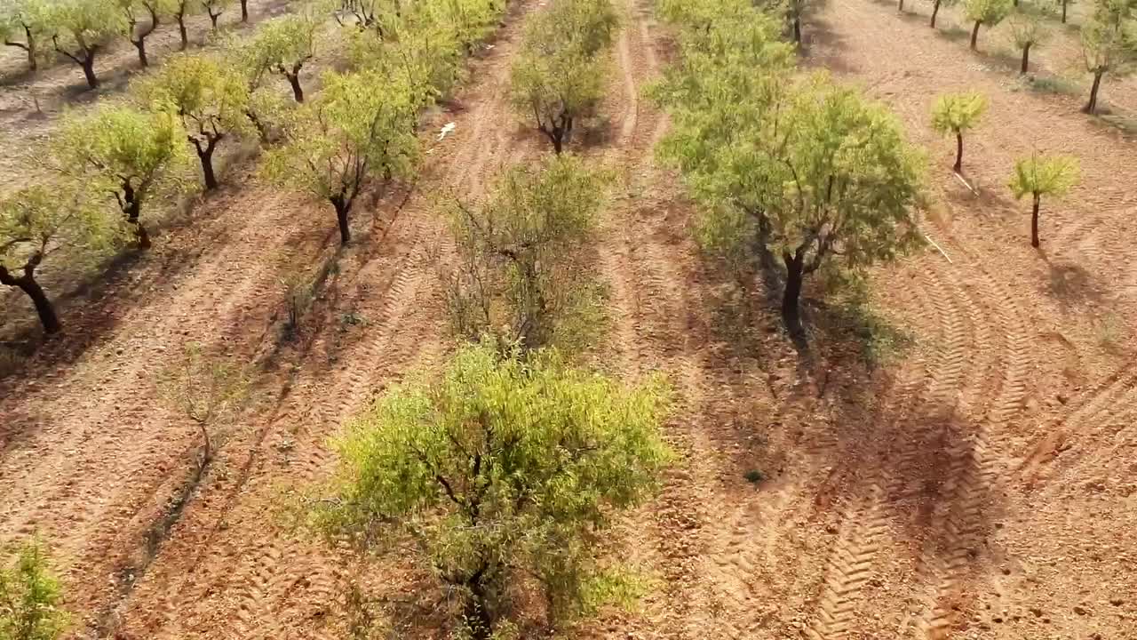 dolly aéreo justo sobre el campo con almendros