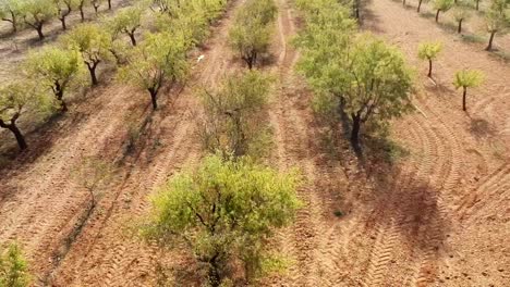 Dolly-Aéreo-Justo-Sobre-El-Campo-Con-Almendros