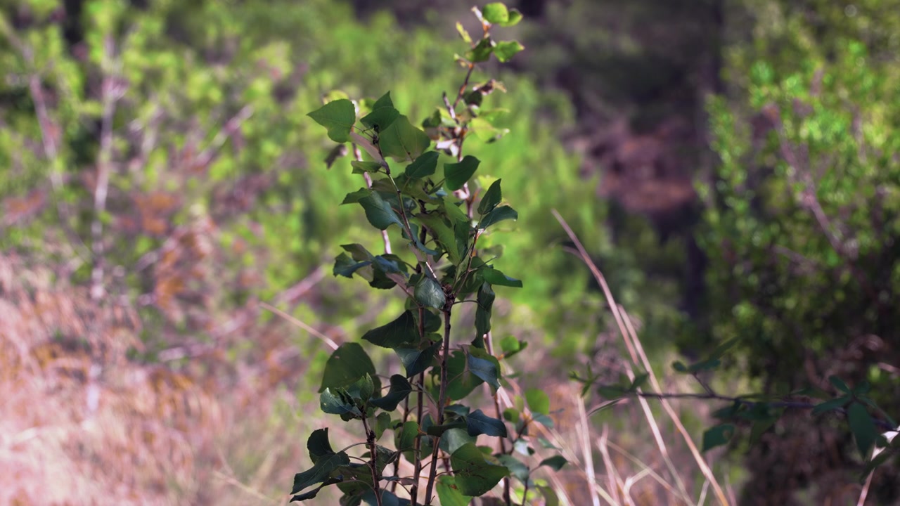 Close-up of a young green tree sapling gently swaying in the breeze against a soft-focus woodland background
