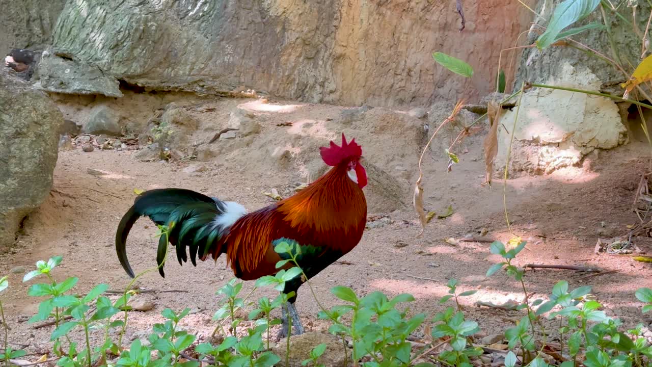Rooster exploring natural habitat in Chonburi, Thailand