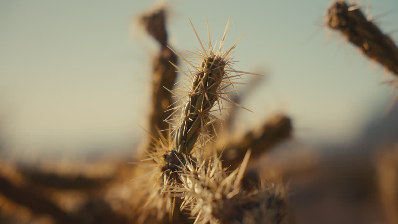 Closeup of Desert Cactus
