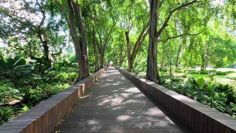 a serene stroll along a wooden pathway in nature