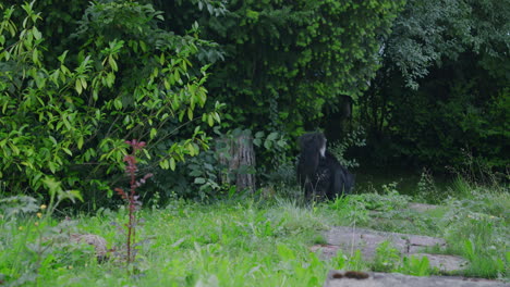 medium shot of a dog walking in the garden, disappearing behind hill