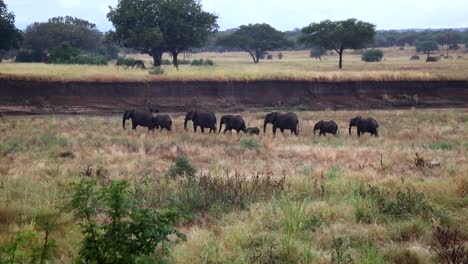 family of african elephants walking in line in the african savanna landscape