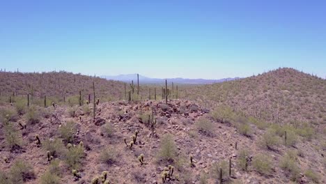 vue aérienne sur cactus du désert dans le parc national de saguaro près de tucson arizona 3