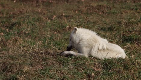 arctic wolf laying down chew on prey slomo