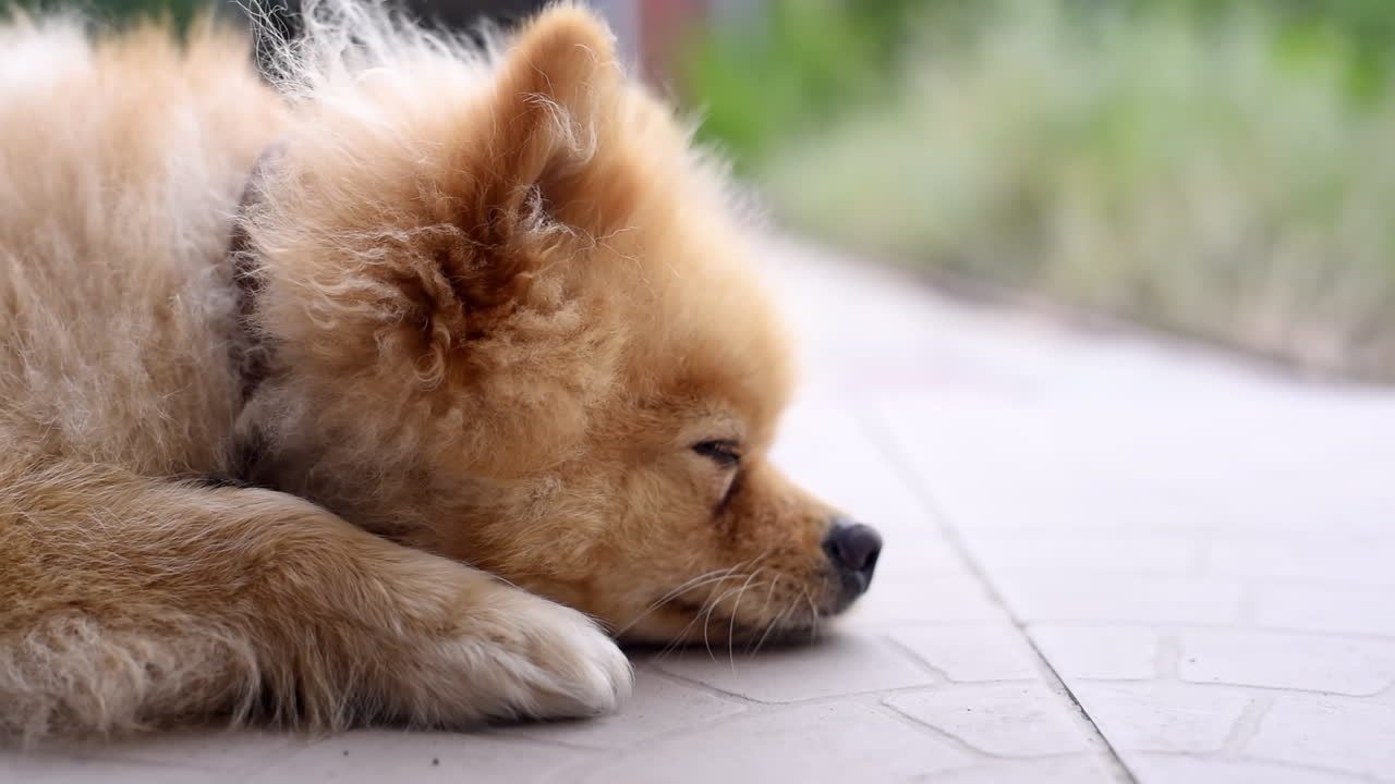 Sleepy pomeranian spitz laying on the ground in the backyard of the house. Sunny day. Slow motion