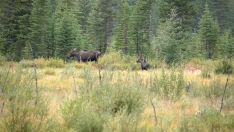 female moose with her calf in the open forest running.