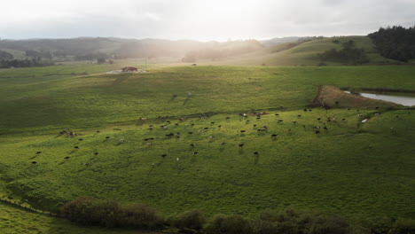 Aéreo-Sobre-El-Idílico-Paisaje-De-Pastos-De-Vacas-Verdes-Con-La-Luz-Del-Sol-Dorada-De-La-Mañana