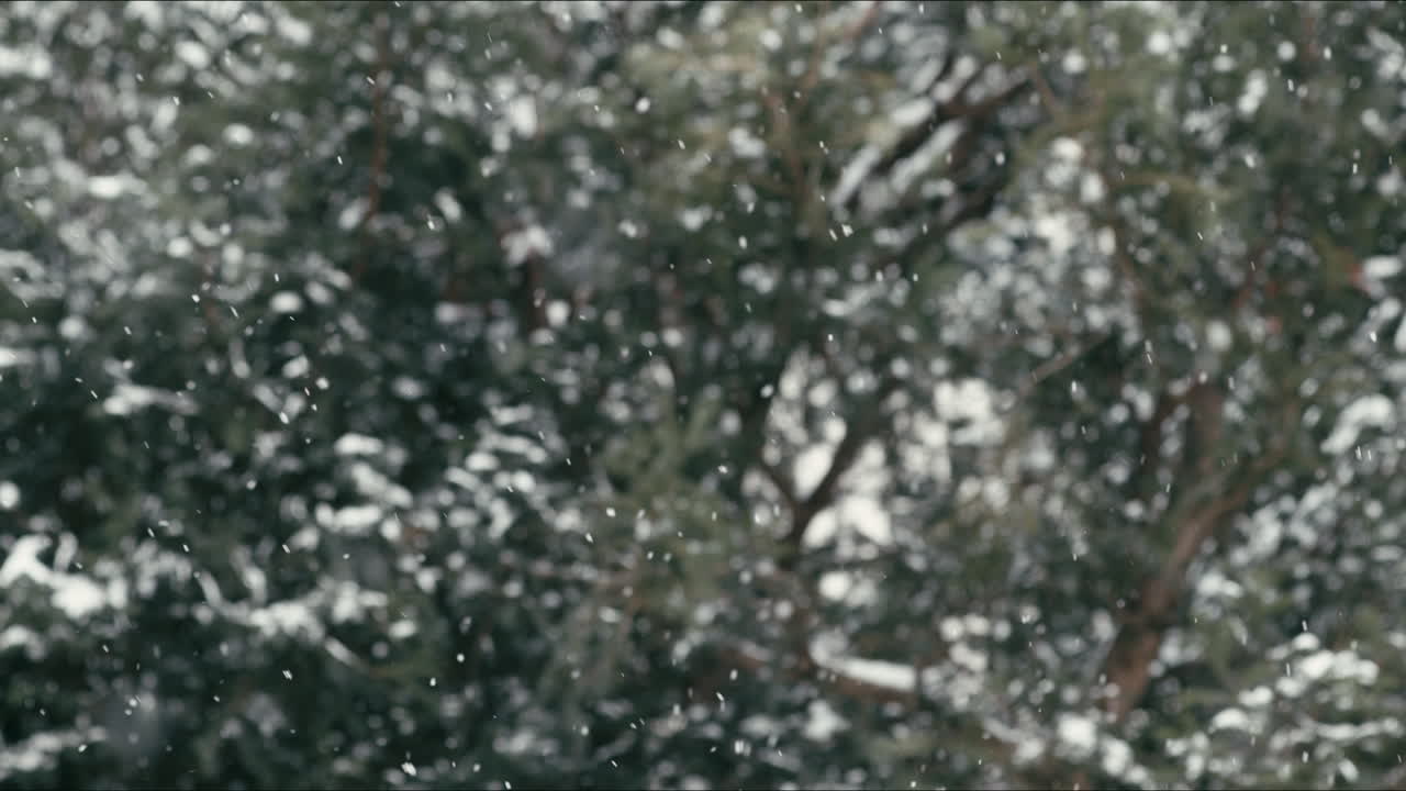 Falling Snow in a Winter Forest