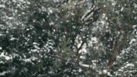 falling snow in a winter forest