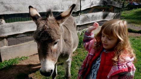 little girl and donkey interacting on a farm