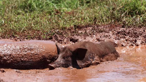 el cerdo se revolvía felizmente en el agua fangosa