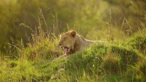 slow motion shot of young male lion resting on grassy mound in low light as sun goes down, tired yawn resting, big 5 five african wildlife in maasai mara national reserve, kenya