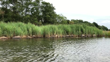 juncos en una bahía karlskrona