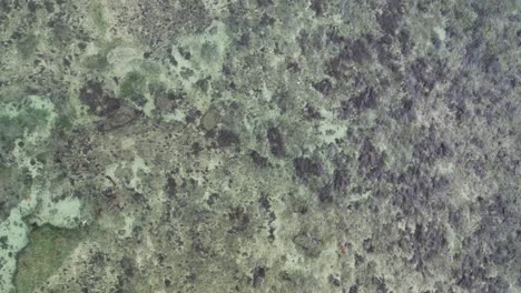 overhead view of ocean with crystal clear water and rocky seabed