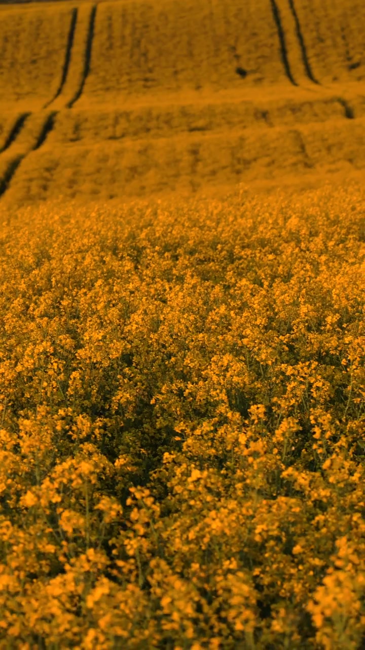 Veduta aerea verticale di vasti campi di colza gialla e grano verde che si estendono su dolci colline, Moravia, Repubblica Ceca