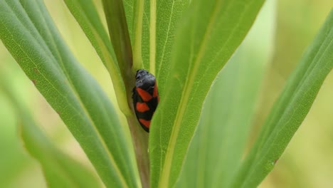 Schwarze-Und-Rote-Froschzikade,-Die-Zwischen-Blättern-Einer-Pflanze-Auf-Einer-Wiese-Sitzt