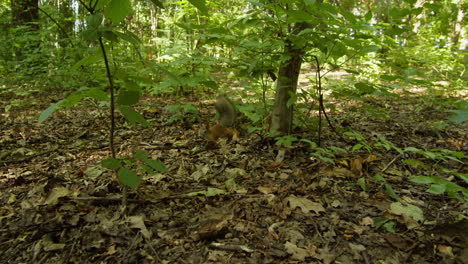 Red small squirrel running and looking for nuts in the summer park among trees . Wildlife