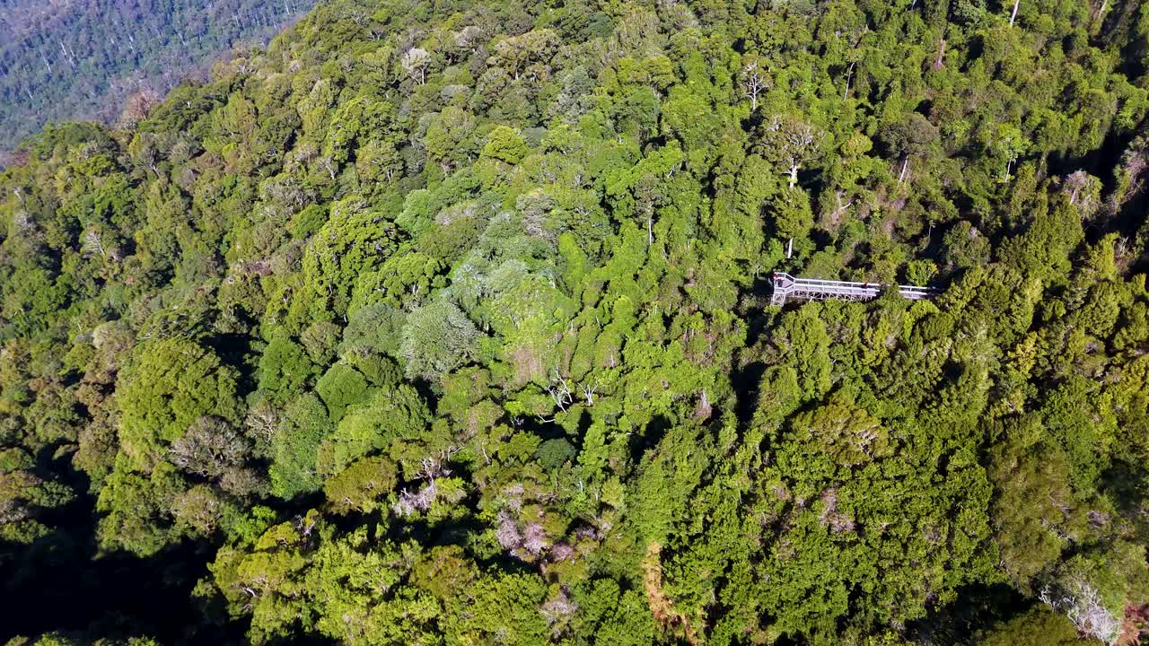 Drone camera smoothly glides above dense green forest, revealing an elevated walkway surrounded by vibrant foliage under bright natural daylight in Dorrigo, New South Wales