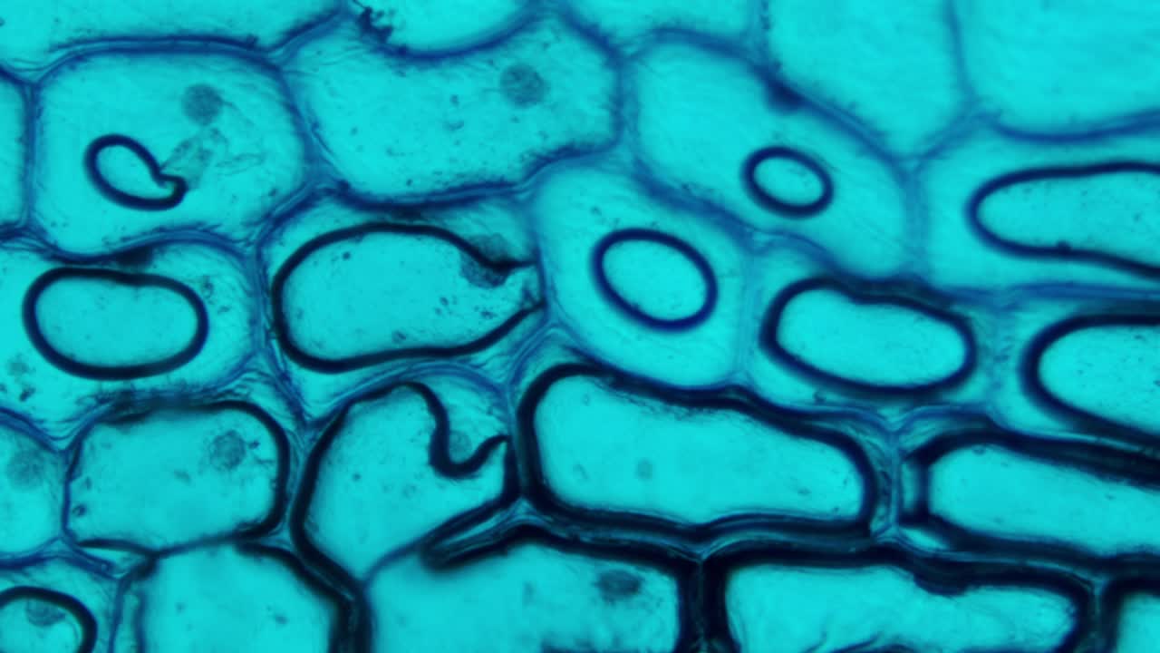 Microscopic View of Vibrant Blue Biological Cells