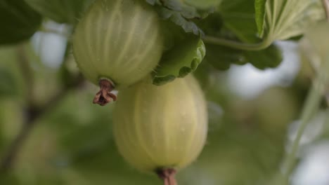 wild gooseberries grow on a bush in the countryside