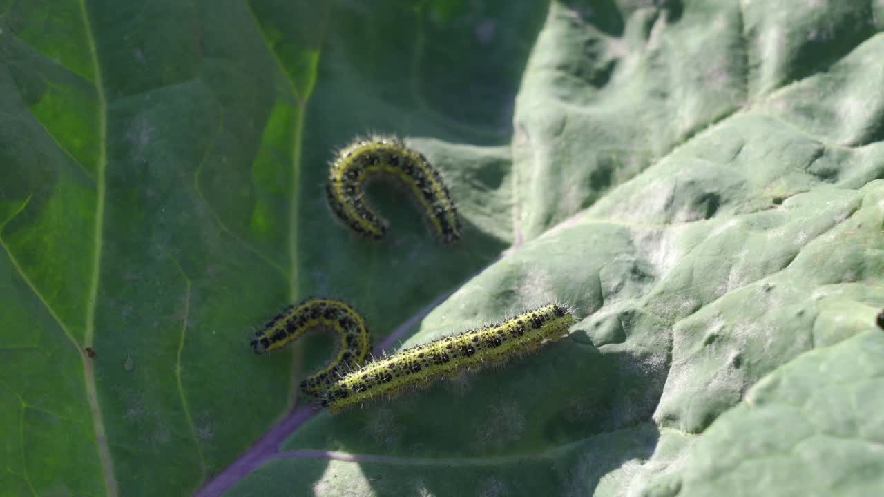 gusanos de repollo en hojas de repollo